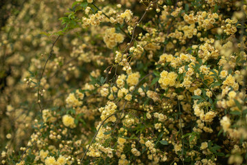yellow flowers in garden with green leaves