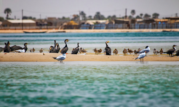 The group of sandwich terns in seabird parks and reserves of Senegal, Africa. They are standing in the clear water of sea lagoon Somone.