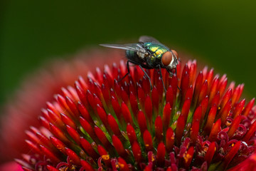 Closeup of a fly insect
