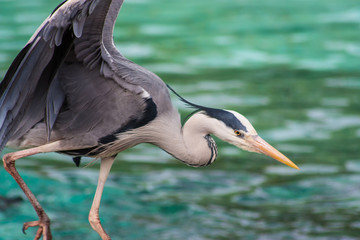 Heron Hunting for Fish, ZSL London Zoo