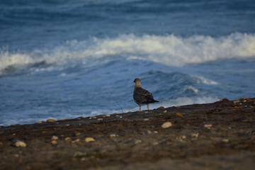 Looking at the sea