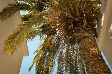 Paradise palm garden, Cyprus, Famagusta