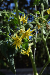 Fleurs de tomatiers qui donneront des tomates