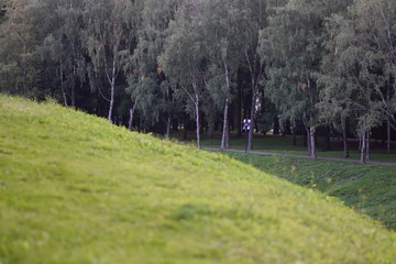 trees in the park