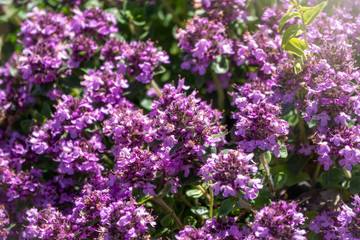 Little purple mountain flowers alyssum