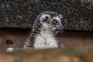 Right looking Lemur, ZSL London Zoo