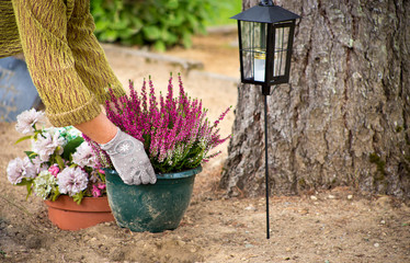 Woman cleaning loved ones grave plot and planting new common heather flowers in a flower pot,...