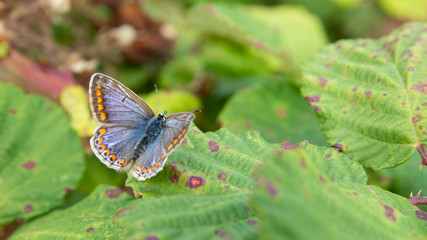 common blue butterfly on blackberry leafs