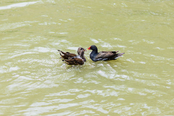 A pair of juvenile fledgling moorhens Gallinula chloropus swimming on a canal