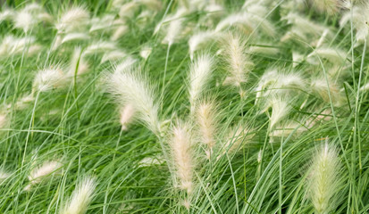 Green grass with white fluffy spikelets
