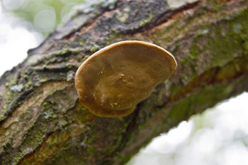 Near the Village of Malakhovo_84