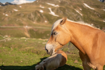 Horses on Penser Joch in South Tirol, Südtirol. Horse Head with rocky background