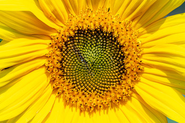Close up of centre of a sunflower