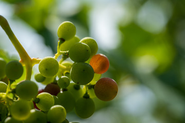Bunch of white ripe grapes 