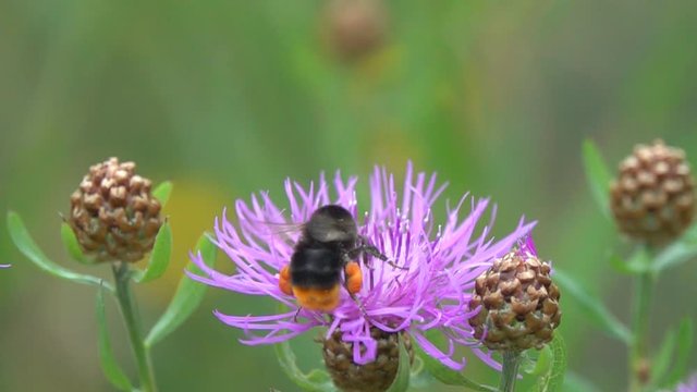 Bumblebee is on a brown knapweed flower, slow motion. Slowed down 16 times