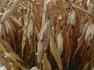 the corn ripened on the field, the leaves dried out autumn in the yard.