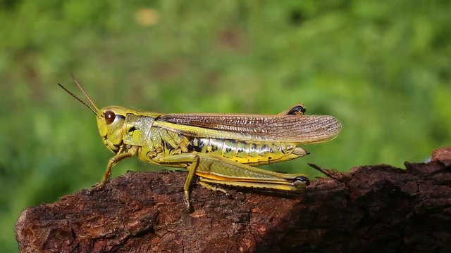 Large marsh grasshopper (Stethophyma grossum), close-up