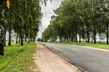 asphalt road with a sandy roadside, green area with often planted trees, landscape overcast autumn day