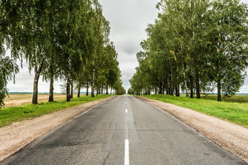 Fototapeta na wymiar asphalt road with a sandy roadside, green area with often planted trees, landscape overcast autumn day
