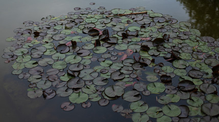 lotus leaves in pond