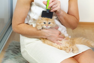 Little Kitten Enjoying Brushing