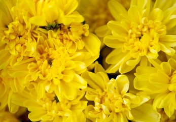 Naklejka na ściany i meble Bunch of yellow chrysanthemum flowers or Thai name call Mam Chompoo. This image can be use as background of lots of yellow flowers.