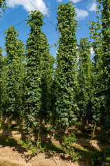 Fototapeta na wymiar Typical hops plantation in León, northern Spain