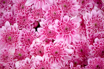 Bunch of pink chrysanthemum flowers or Thai name call Mam Chompoo. This image can be use as background of lots of pink flowers.