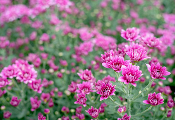 Group of pink chrysanthemum flowers or Thai name call Mam Chompoo with trunk in the garden.