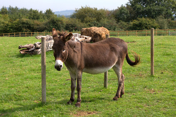 Donkey standing in a field.