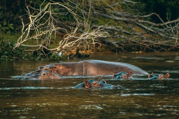 Obraz premium Boat Ride Surprise 