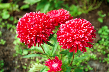 Bright red Aster flower in the garden.
