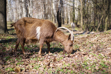 Brown goat grazing in a meadow on a sunny spring day