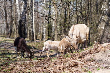 Obraz na płótnie Canvas Herd of goats pasts on meadow on spring sunny day