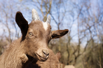 Portrait of brown young goat closeup against the background of blue sky, soft focus
