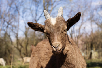 Portrait of brown young goat closeup against the background of blue sky, soft focus