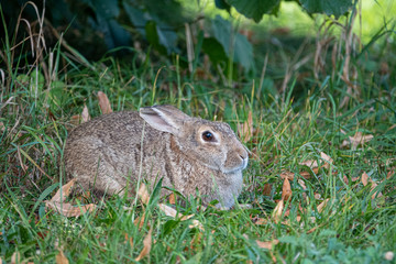 Naklejka na ściany i meble on a green meadow a brown rabbit lies and looks into the camera and puts on the ears