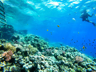 Naklejka na ściany i meble Sea underwater and coral reef.
