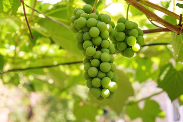 Branch of grape