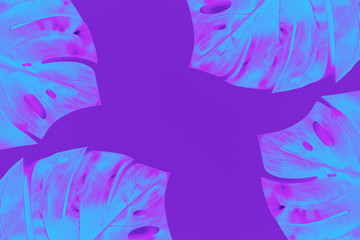 Monster leaf, pastel tropical background.