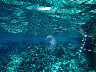 Sea underwater and coral reef.