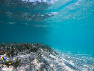 Sea underwater and coral reef.