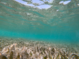 Fototapeta na wymiar Sea underwater and coral reef.
