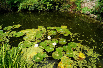 Teich mit Seerosen