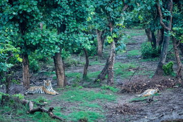 Wild bengal tigers mating pair resting in nature abode just after rain on a scenic location at ranthambore tiger reserve, rajasthan, india - panthera tigris