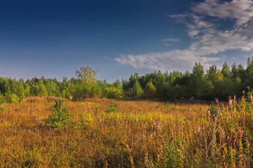 Naklejka premium Summer meadow landscape with grass and wild flowers on the background of a forest.