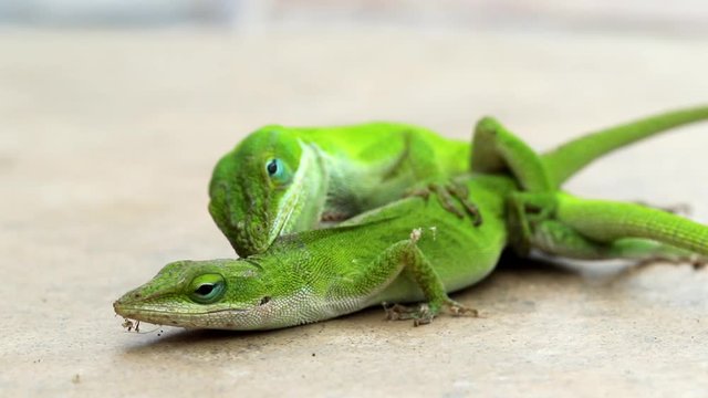 Green lizards, the Carolina Anole, mating