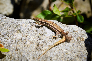 Common wall lizard ( Podarcis muralis ) shedding its skin 