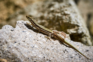 Common wall lizard ( Podarcis muralis ) shedding its skin 