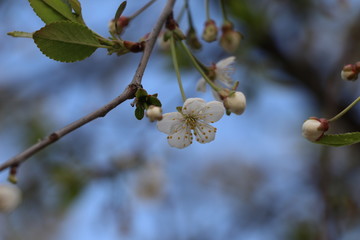 apple tree blossom